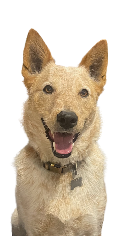 Waylon — the dog who started it all