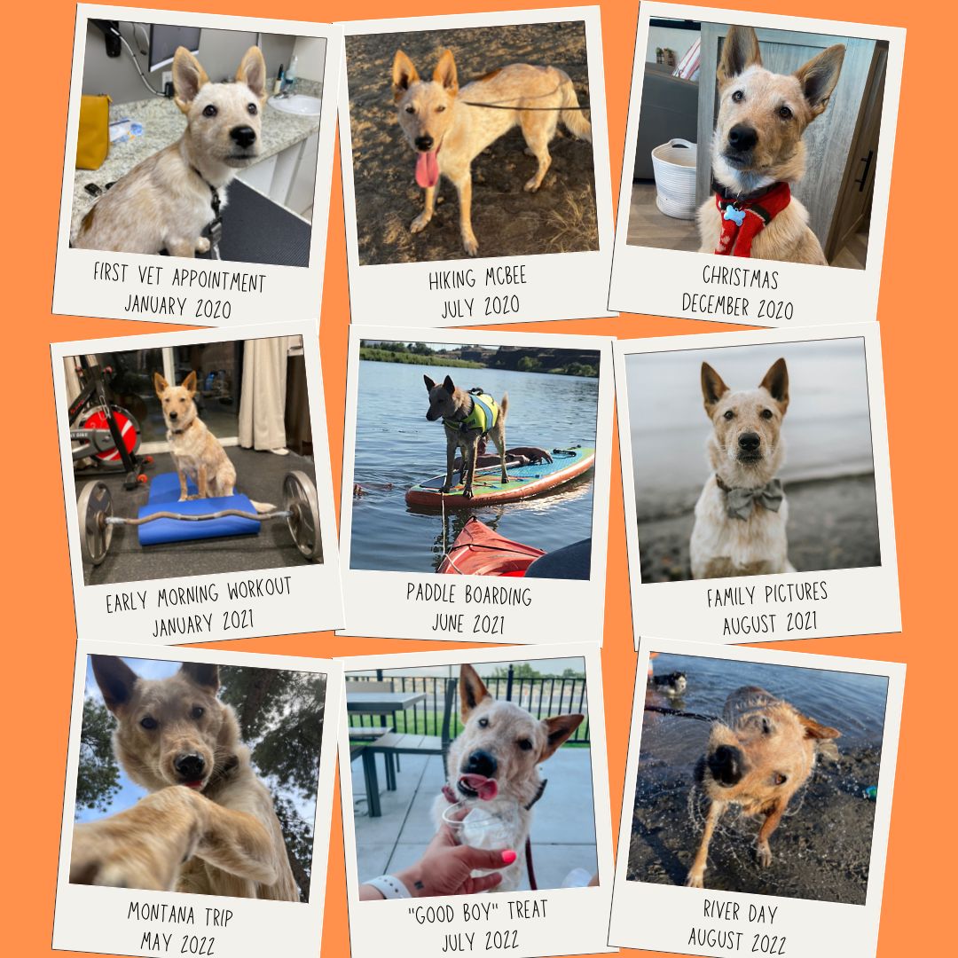 A few photos of Waylon's favorite adventures — vet visits, hikes, paddleboarding, and family moments